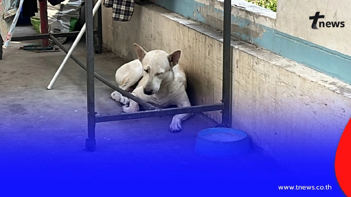 ผวาทั้งหมู่บ้าน! "ไอ้หมี" หมาไทยไล่กัดเด็ก แม่เหยื่อตัดพ้อ