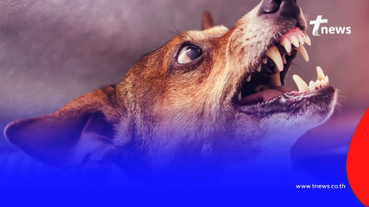 รัฐบาลเตือน ห้ามชำแหละสัตว์ที่ป่วยตายผิดปกติ อาจเสี่ยงติดเชื้อพิษสุนัขบ้า