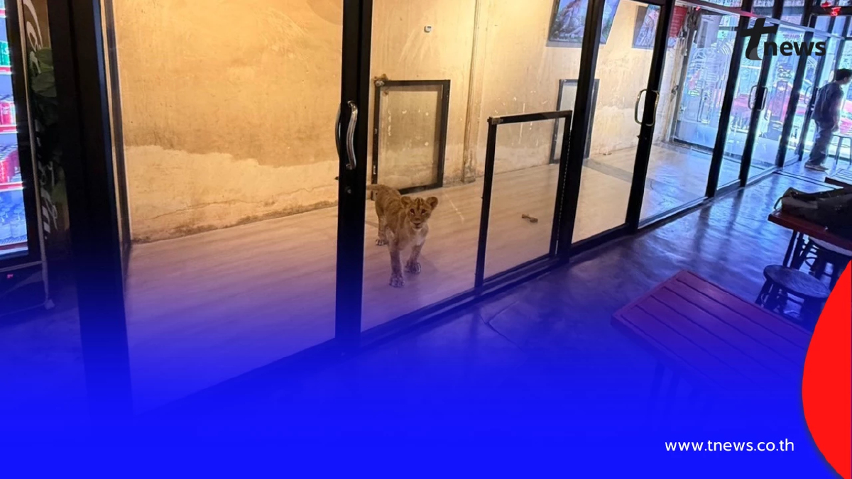 "สบอ.5 แจงชัด!! หลังบุกเข้าตรวจสอบคาเฟ่สิงโตในภูเก็ต"