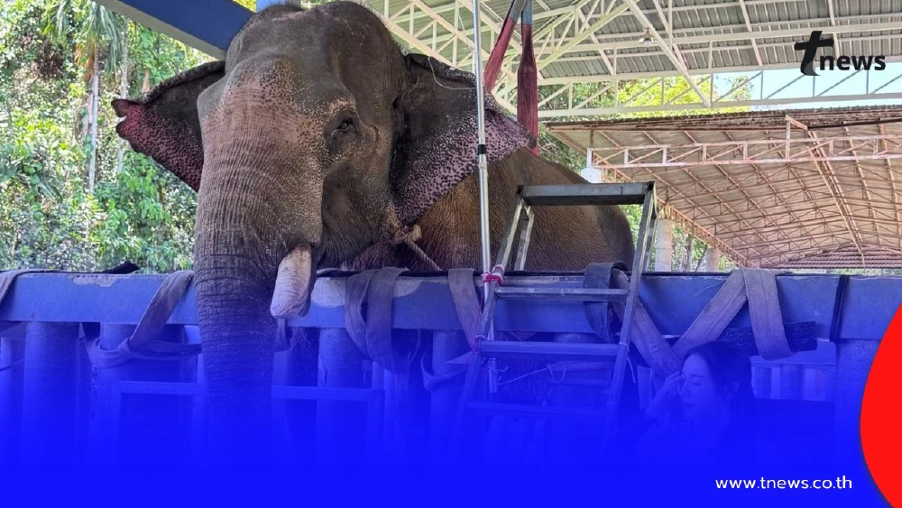 อัปเดต "พี่เดียว ช้างขาหัก" มีความหวัง ขอทุกกำลังใจช่วยให้สู้ต่อ