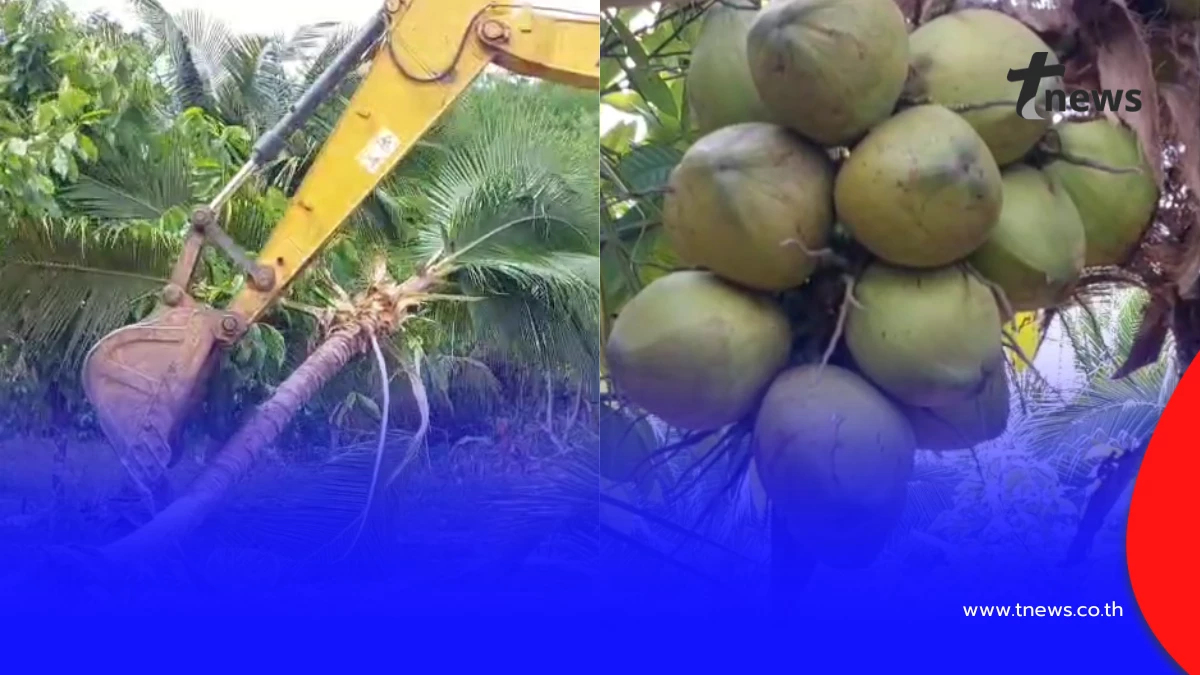 แบกไม่ไหว! เจ้าของสวนกระบี่รื้อทิ้งมะพร้าว 6 ไร่ เซ่นพิษราคาดิ่ง