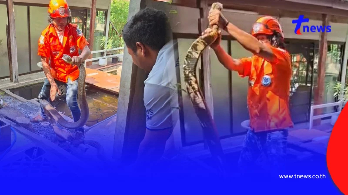 ฮือฮา จงอางยักษ์ 5 เมตรบุก ลุ้นจับระทึก แห่ส่องเลขที่บ้าน