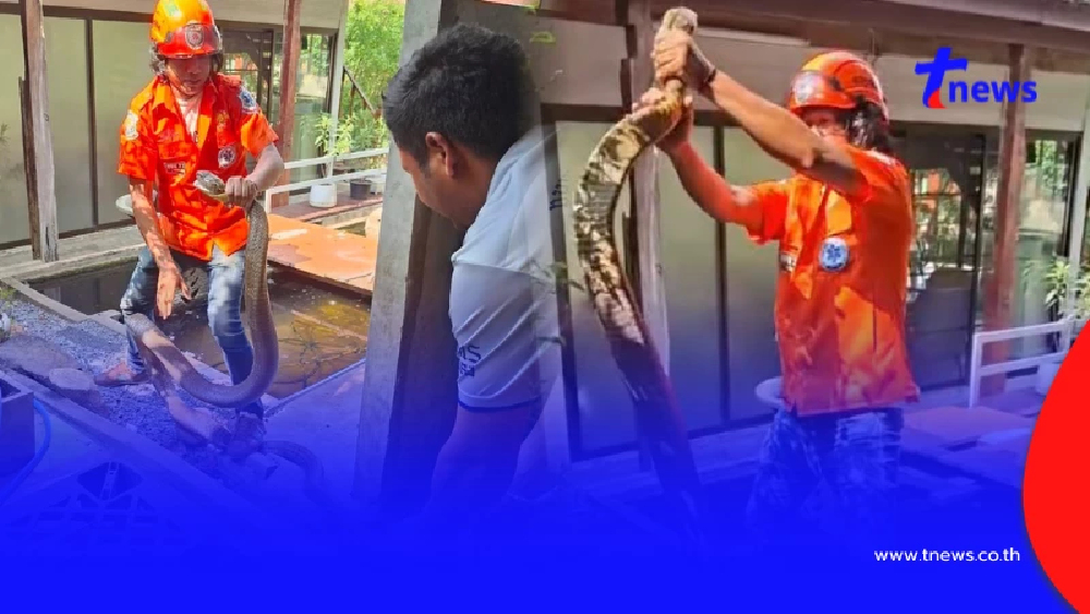 ฮือฮา จงอางยักษ์ 5 เมตรบุก ลุ้นจับระทึก แห่ส่องเลขที่บ้าน