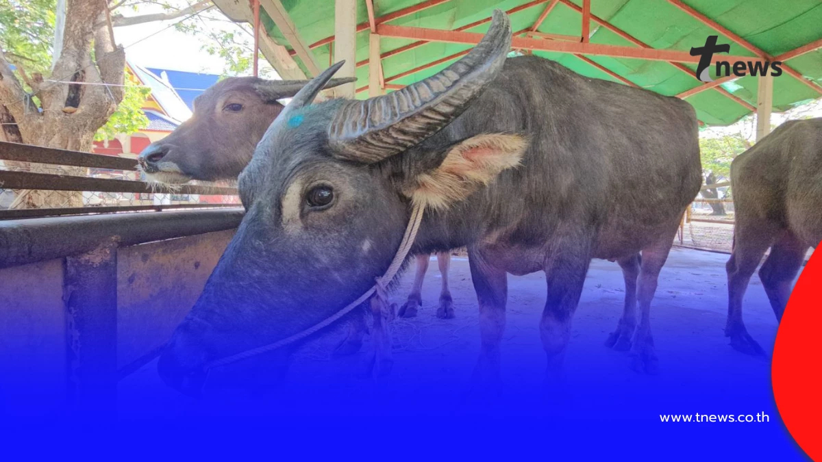 ผกก.สันทรายทำพิธีมอบ "เจ้าบุญรอด" ควายสู้ชีวิตให้วัด