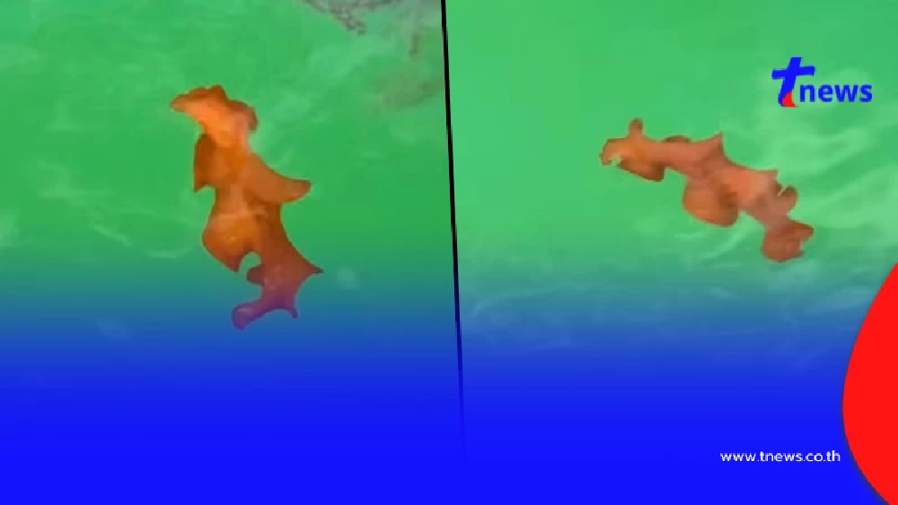 โชคดีมากที่เจอ รู้แล้วตัวอะไร หลังพบ มีแต่ตัว ไร้หัว ว่ายน้ำได้