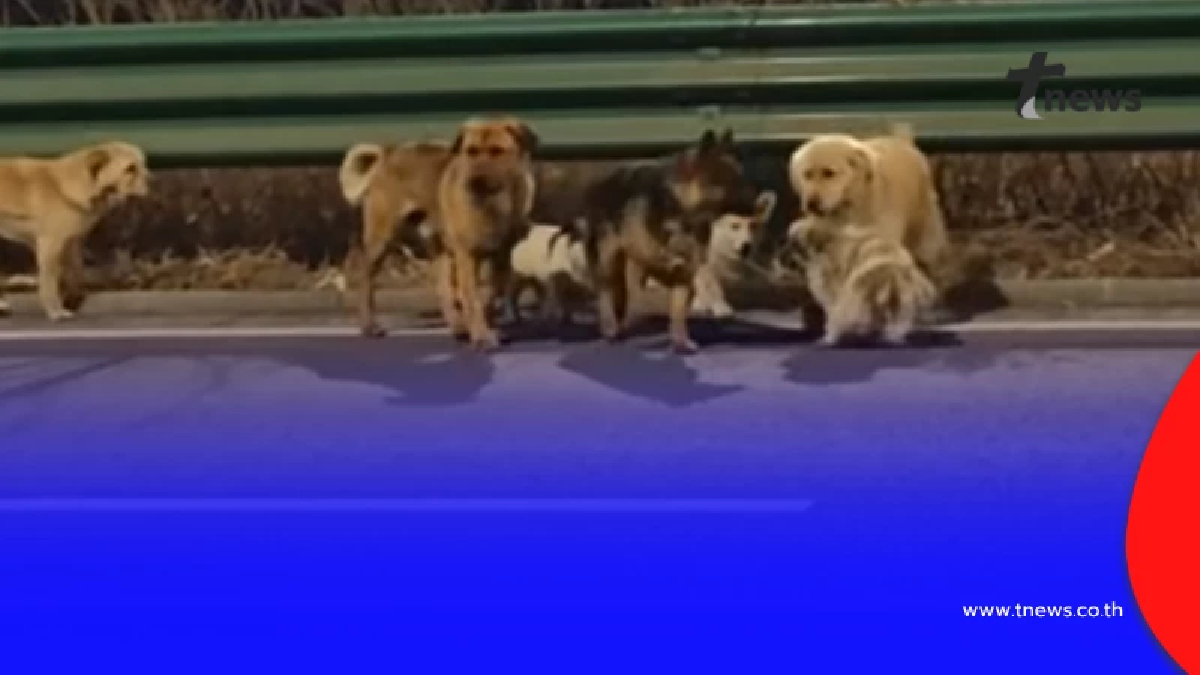 น้ำตาซึม สุนัข 7 ชีวิต หนีแก๊งลักหมา เดินทางไกล 17 กม. กลับบ้าน