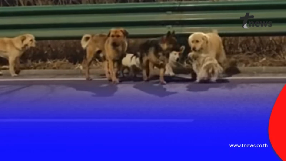 น้ำตาซึม สุนัข 7 ชีวิต หนีแก๊งลักหมา เดินทางไกล 17 กม. กลับบ้าน