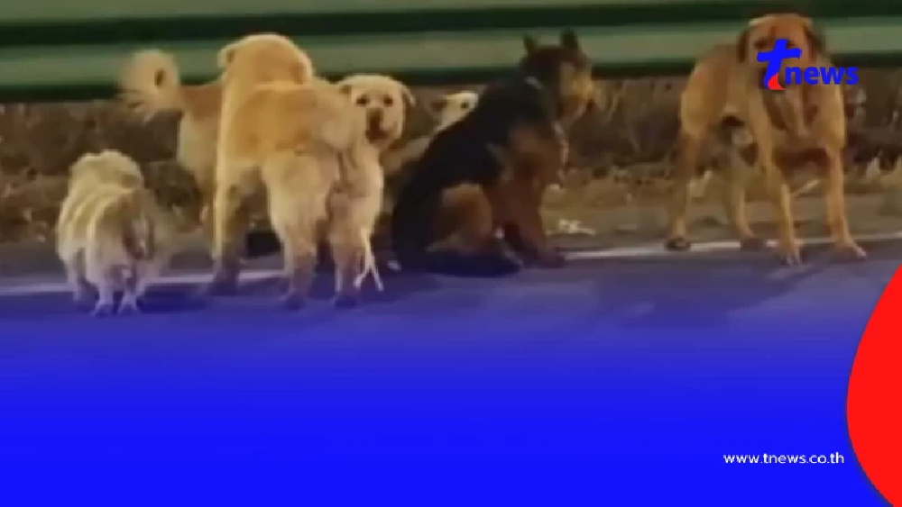 เปิดความจริงสุดตกใจ ไวรัลหมา 7 ตัว ที่แท้หักมุมเหนือคาด