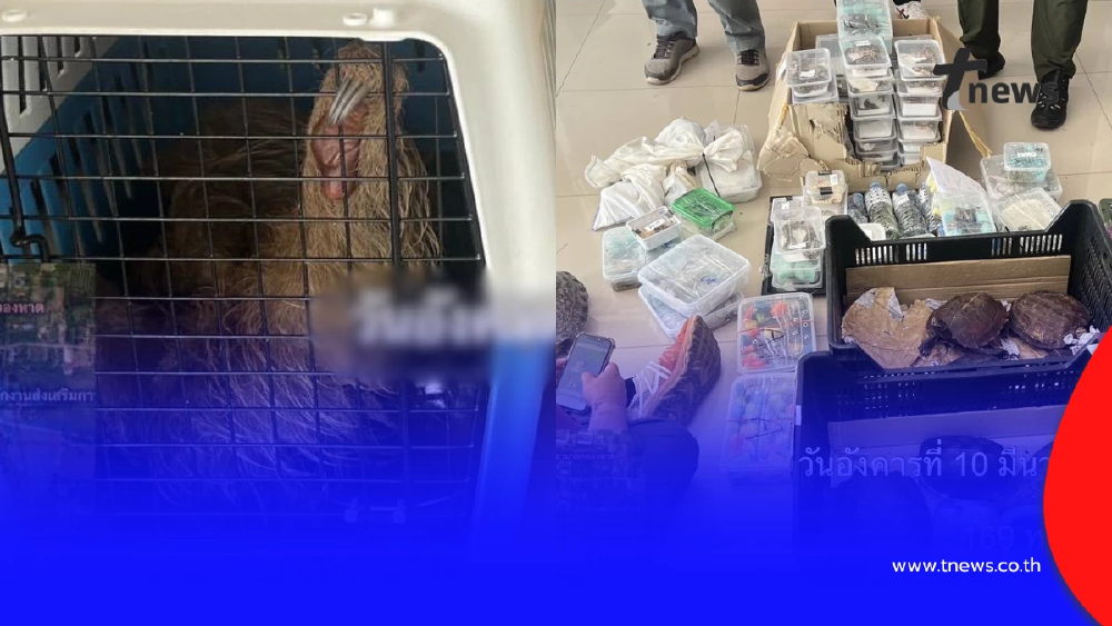 พบสัตว์ป่า 366 ตัวซุกป่าอ้อยสระแก้ว คาดแก๊งลักลอบทิ้งหนีผิด