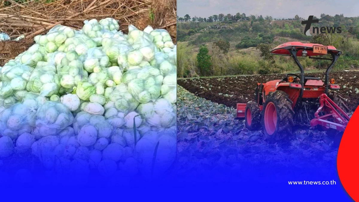 กะหล่ำปลีหล่มสักดิ่งเหว น้ำมันขาดทำส่งไม่ออก เกษตรกรจำใจไถทิ้ง
