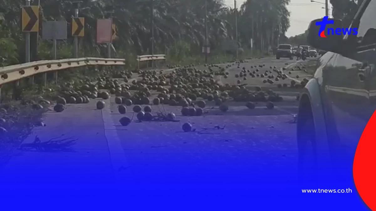มะพร้าวเกลื่อนถนน! ชาวบ้านช่วยเก็บ หวั่นอุบัติเหตุ วอนรับผิดชอบ