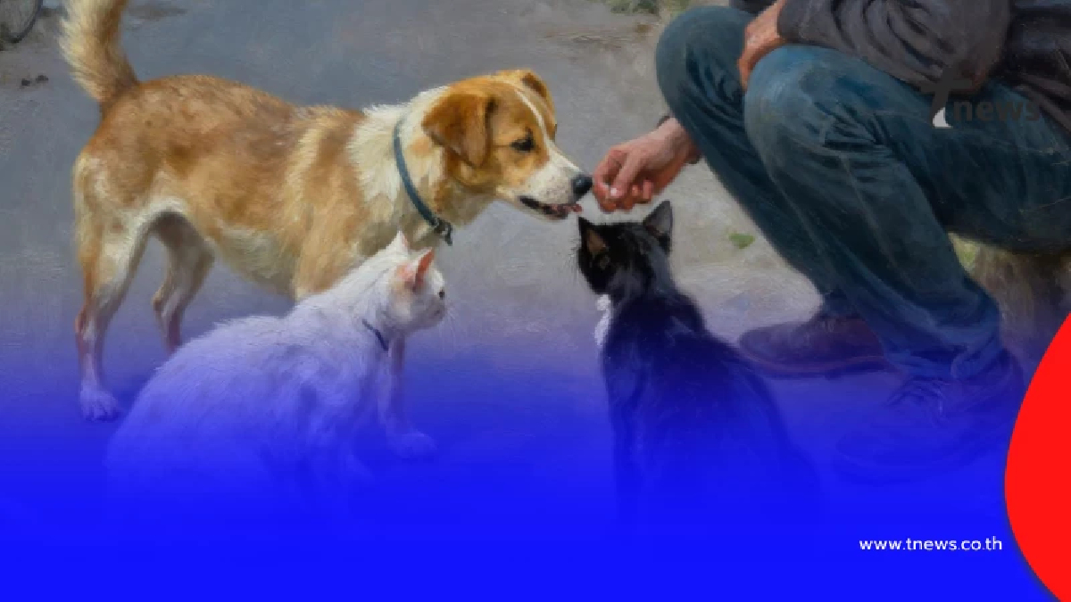 ตอบชัดแล้ว "ให้อาหาร หมา-แมวจร" จะถือว่าเราเป็นเจ้าของ หรือไม่