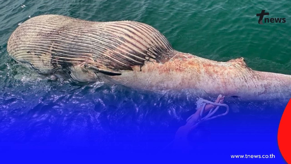 พบซาก "วาฬบรูด้า" ลอยกลางทะเล "สมุทรสาคร" ถือเป็นเรื่องน่าเศร้า