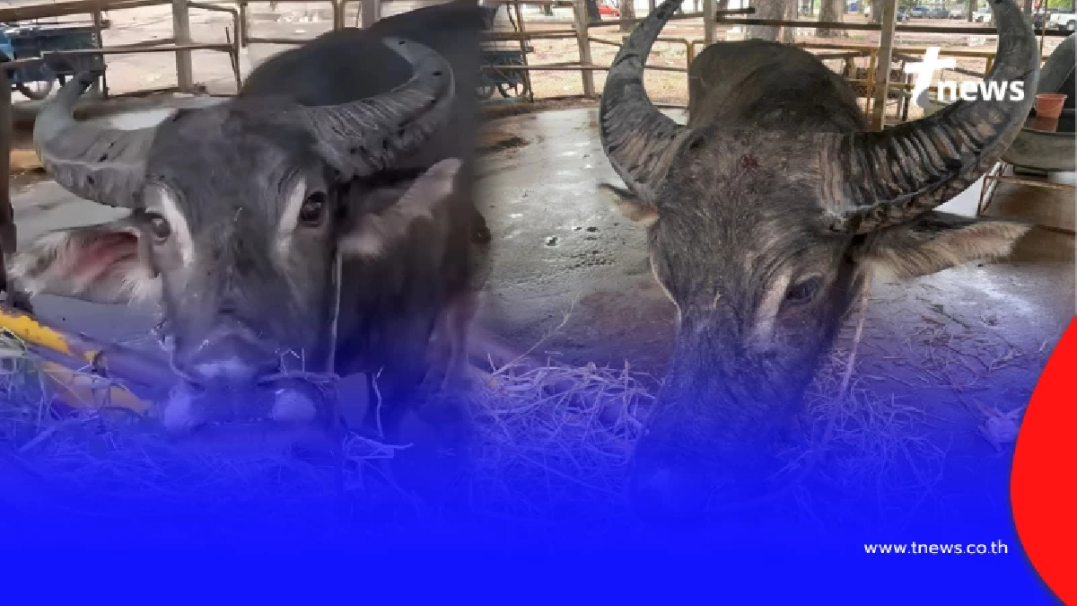 เปิดชีวิตใหม่ เจ้าทุยหัวเหล็ก รอดชีวิตหวุดหวิดจากงานศพ