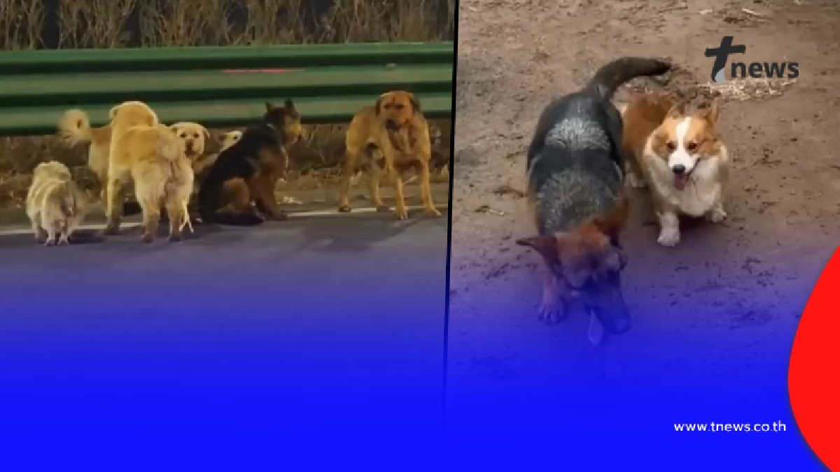 อัปเดตชีวิตล่าสุด 7 สุนัขเพื่อนแท้ ตกใจรู้ใครเป็นคนขโมยหมาไป
