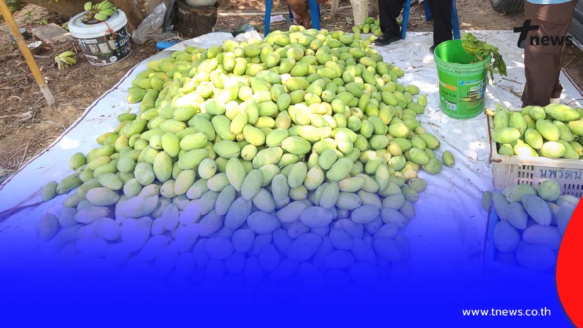 ราชบุรีคึกคัก! มะม่วงแก้วขมิ้นราคาพุ่ง หลังปิดด่านกัมพูชา