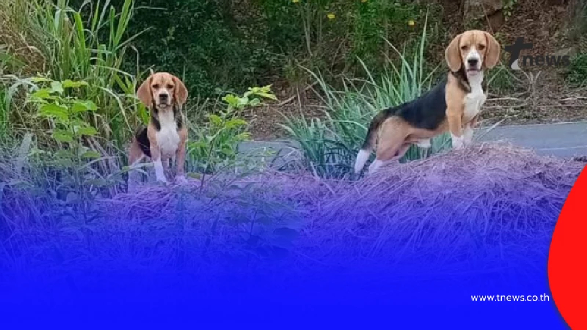 "ในหลวง" ทรงพระเมตตา รับ 2 บีเกิ้ล ถูกทิ้งสุสานร้าง ชุบเลี้ยงในวัง