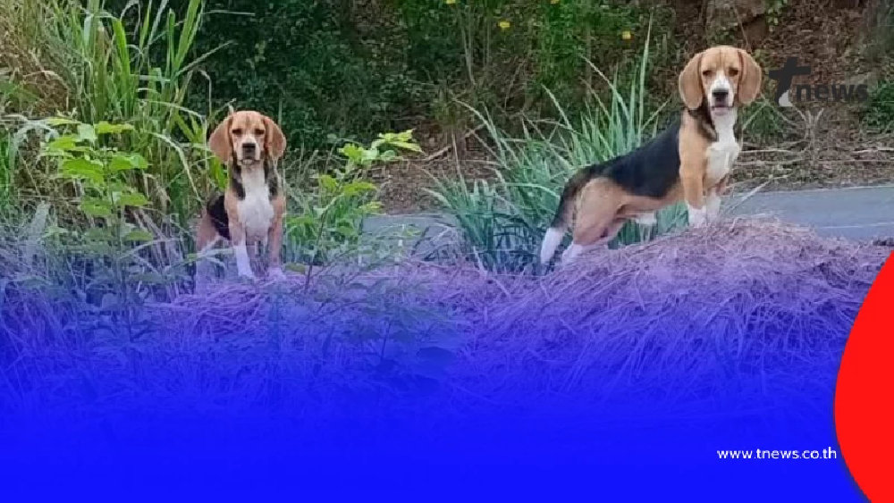 "ในหลวง" ทรงพระเมตตา รับ 2 บีเกิ้ล ถูกทิ้งสุสานร้าง ชุบเลี้ยงในวัง