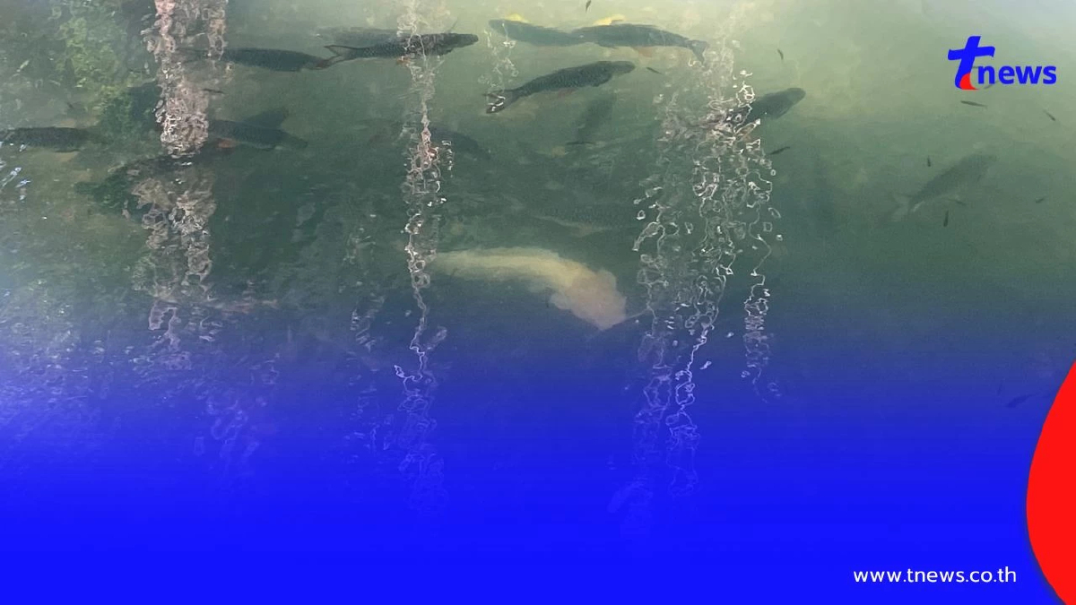 ฮือฮา! "ปลาดุกเผือกยักษ์" โผล่ร่วมพิธีบวงสรวง "โต๊ะสระ"