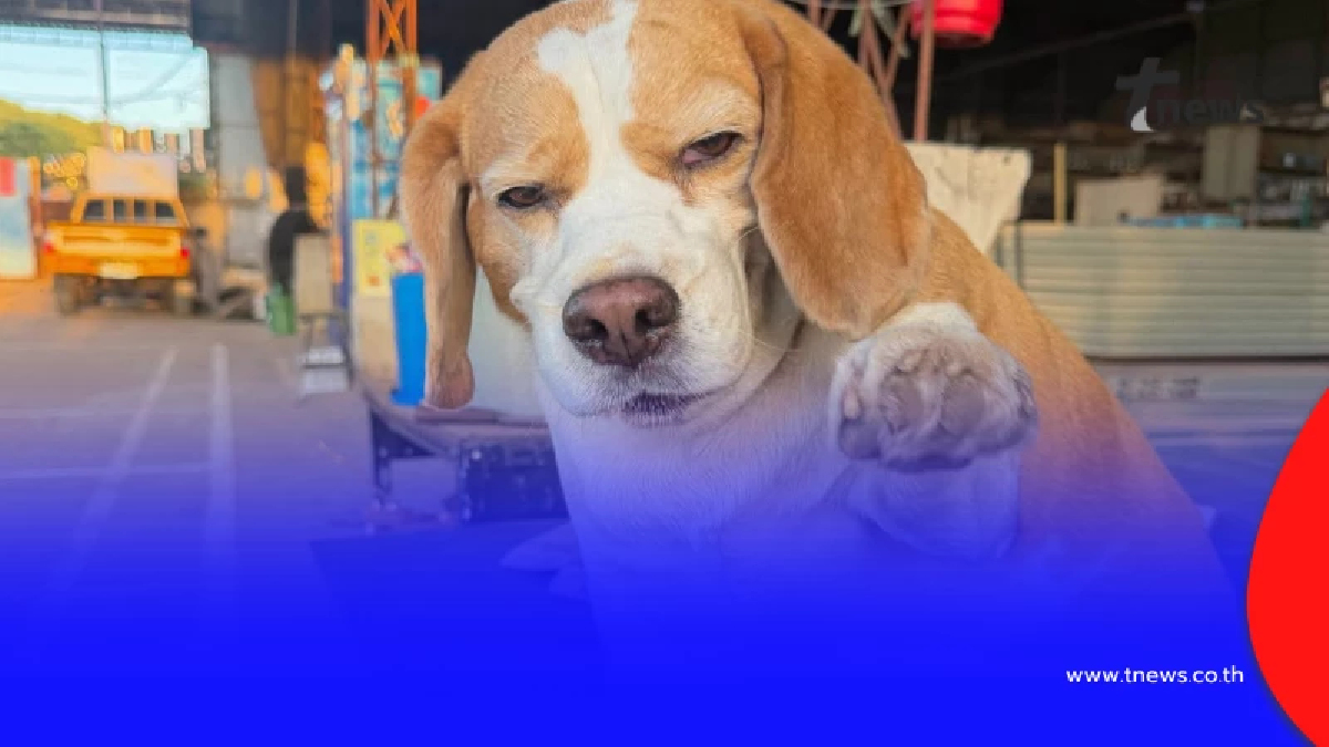 เจ้าของแจ้งข่าว "มู่ทู่" หมามีมชื่อดัง ป่วยมะเร็งโอกาสรอดน้อย