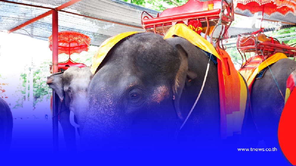 "จตุลังคบาท" 4 ยอดนักรบพิทักษ์ช้างทรง องครักษ์ผู้ถวายชีวิต