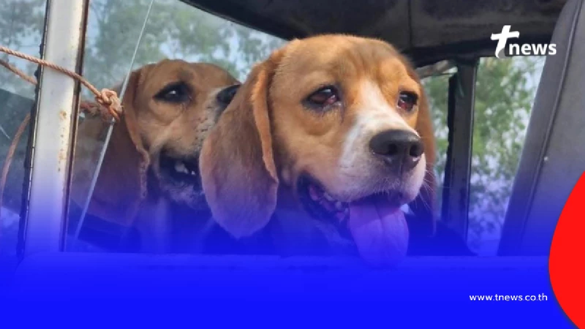 ในหลวงโปรดเกล้าฯ พระราชทานชื่อใหม่ 2 บีเกิ้ล ส่งรถรับเข้าวังแล้ว