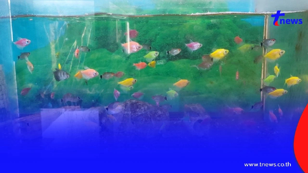 บก. ปทส. พิจิตร ลุยตรวจร้านปลาสวยงาม ยึดปลาเรืองแสง GMOs