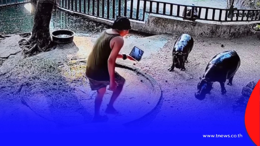สวนสัตว์เปิดเขาเขียวดำเนินคดี นทท. ไทย แอบลงบ่อหมูเด้ง