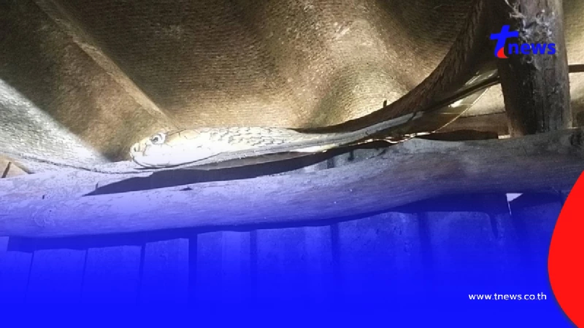 แห่ส่อง งูจงอางขดตัวหิ้งพระ ชาวบ้านจับจ้องเลขบ้านลุ้นโชค