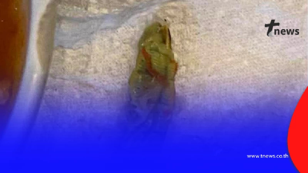 เดือด ลูกค้ารับไม่ได้ เจอหนอนในผักหมูกระทะ ร้านรีบชี้แจงทันควัน