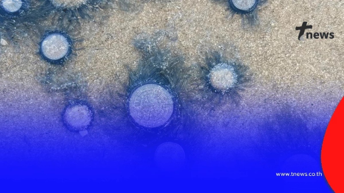 อย่าจับเด็ดขาด ตัวสีฟ้าปริศนาโผล่เกลื่อนหาด โดนแล้วรู้เรื่อง