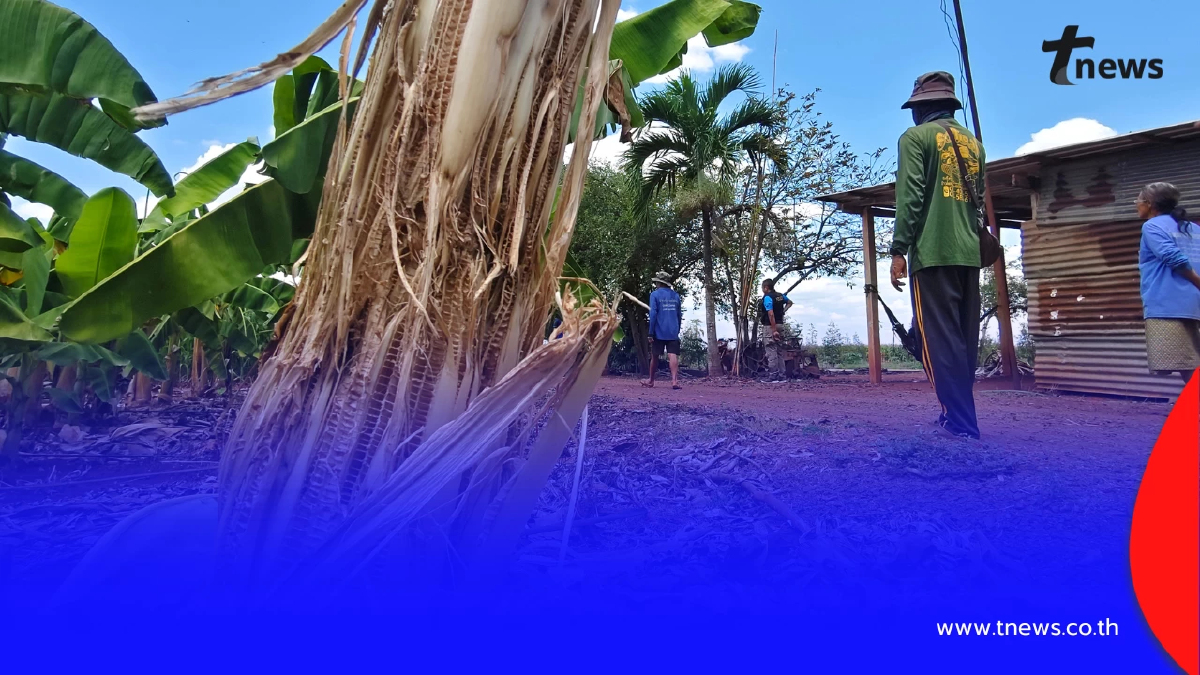 ชาวบ้านผวา สัตว์ปริศนาบุกตะปบสวนทุเรียนโคราชรอยเล็บเหวอะ