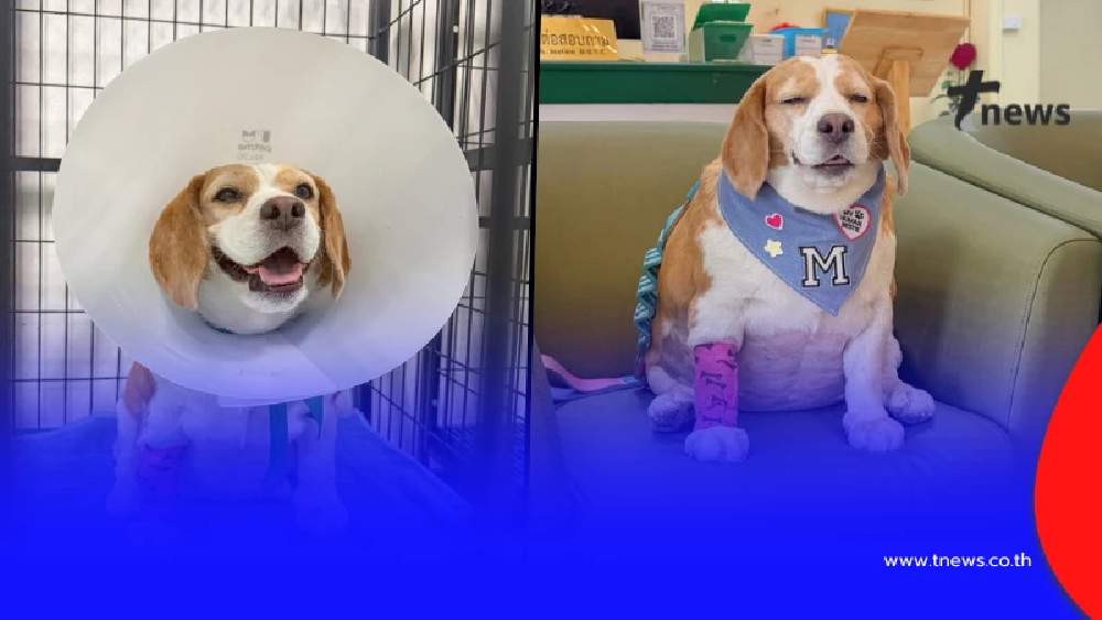 รู้แล้วทำไม "มู่ทู่" โดนกัด เจ้าของเล่านาทีเศร้า คนแห่ส่งกำลังใจ