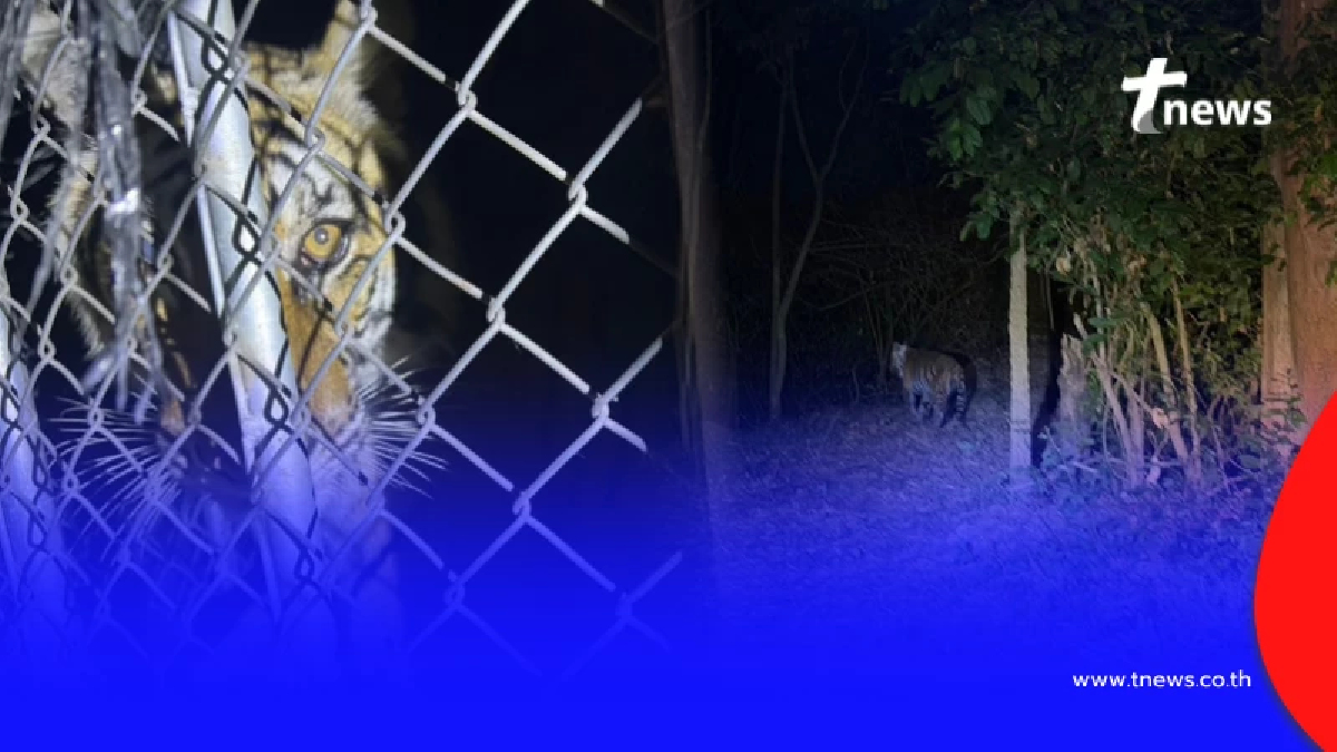 "เจ้าปิ่น" เสือโคร่ง กลับถึงบ้านปลอดภัย หวนคืนสู่อ้อมกอดผืนป่า