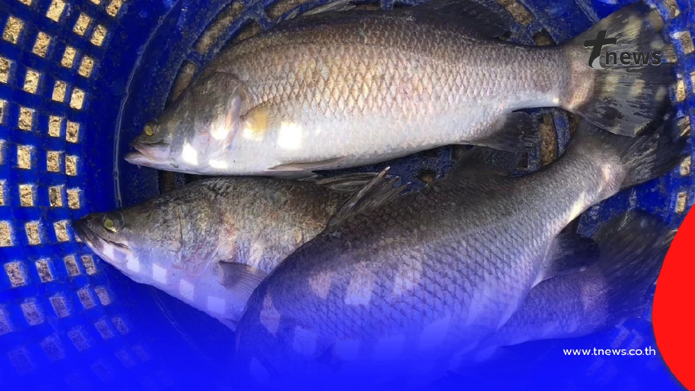 ปลากะพงสองน้ำสมุทรปราการ GI น้องใหม่ เจาะตลาดพรีเมียม