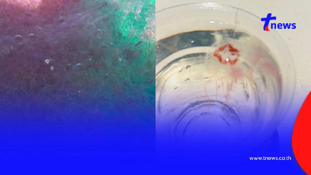 ภูเก็ตเตือนด่วน! แมงกะพรุนไฟบุกเกาะแอวหนาแน่น 100 ตัวต่อ ตร.ม.