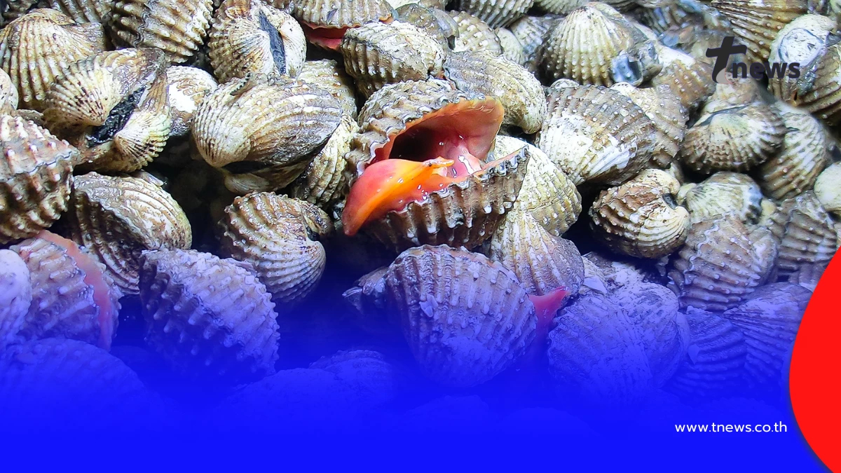 ไขข้อสงสัย “หอยแครง-หอยคราง” ต่างกันยังไง ดูยังไงไม่ให้ซื้อผิด