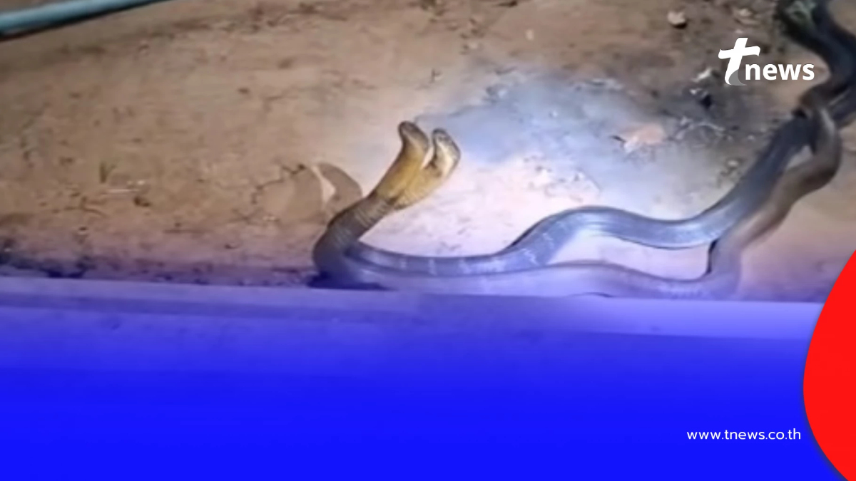 ส่องเลขที่บ้าน "งูจงอางยักษ์" 2 ตัว เปิดศึกกลางลานบ้าน