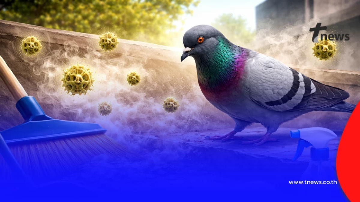 ภัยเงียบใกล้ตัว "มูลนกแห้ง" แค่กวาดก็เสี่ยงติดเชื้อร้าย