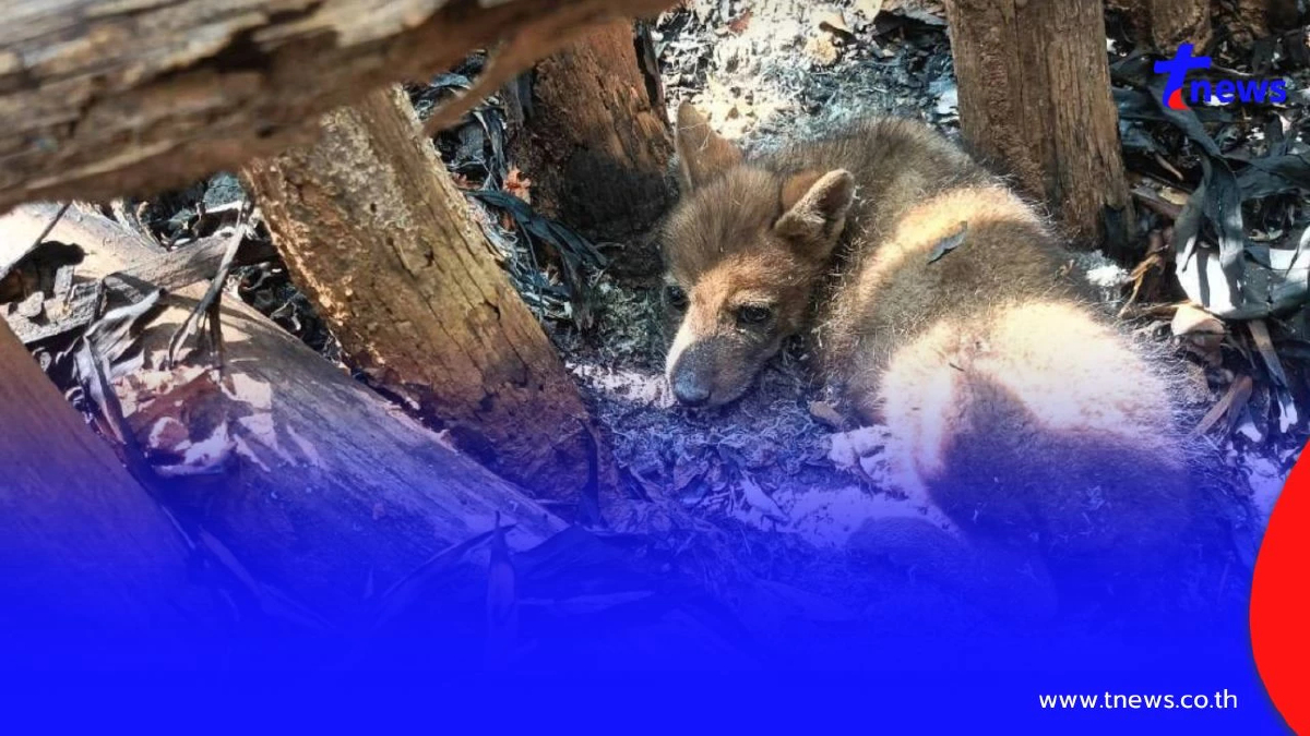 ปาฏิหาริย์กลางไฟป่า! ช่วย 3 ลูกหมาจิ้งจอกรอดตายหวุดหวิด