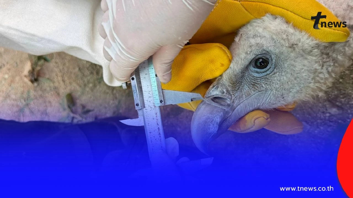 เตรียมปล่อย 10 "แร้งสีน้ำตาลหิมาลัย" คืนสู่ธรรมชาติ เม.ย.นี้