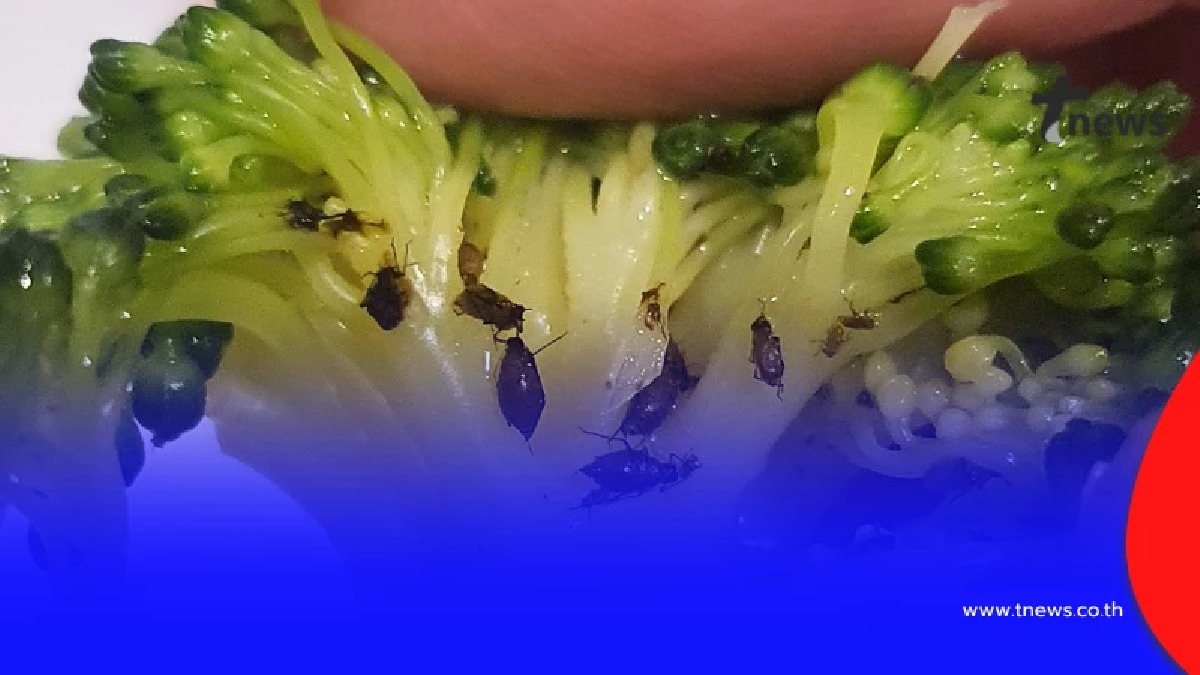 รู้แล้วมันคืออะไร "แมลงปริศนา" ใน บล็อกโคลี่ กินจะหมดเพิ่งเห็น