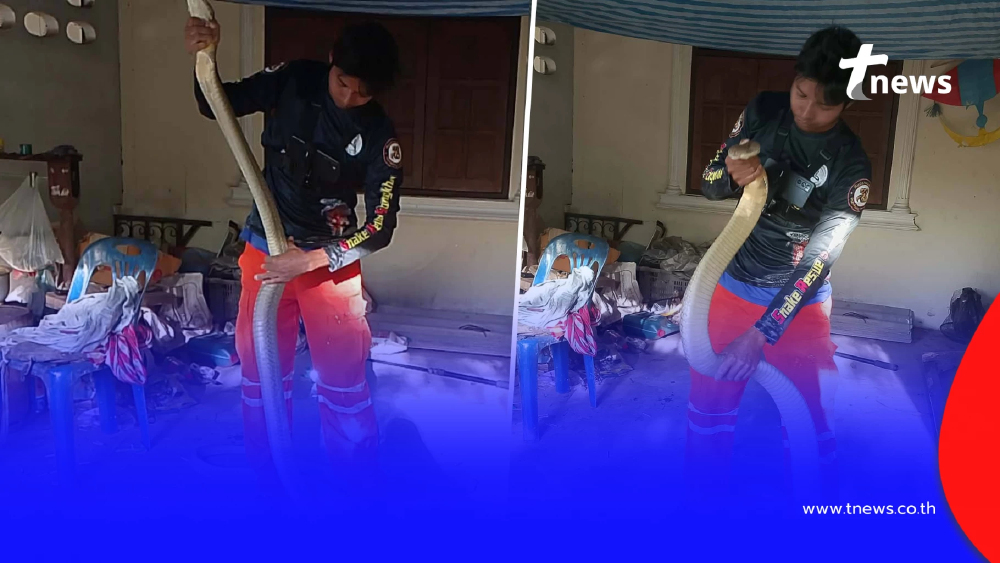 ส่องเลขที่บ้าน "งูจงอางยักษ์" เลื้อยซุกใต้ตาชั่งกลางบ้าน