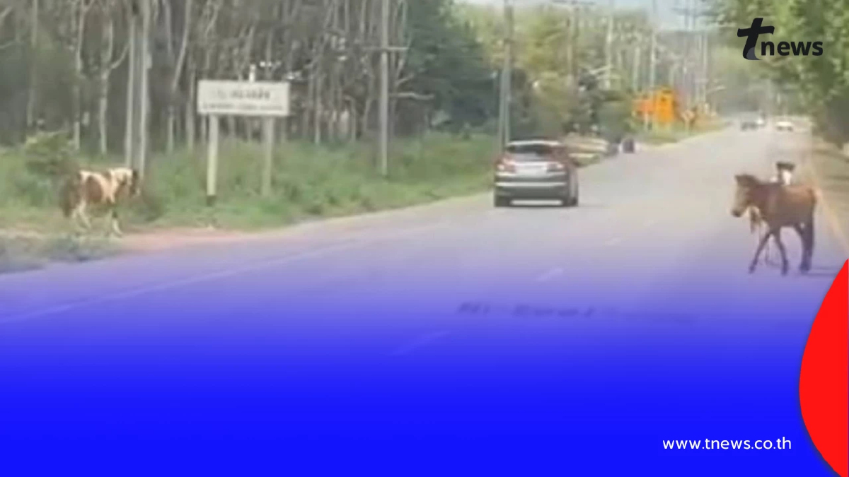 นึกว่าถ่ายหนัง ระทึก ฝูงม้าหลุดวิ่งวุ่นบนถนนสุขุมวิทระยอง