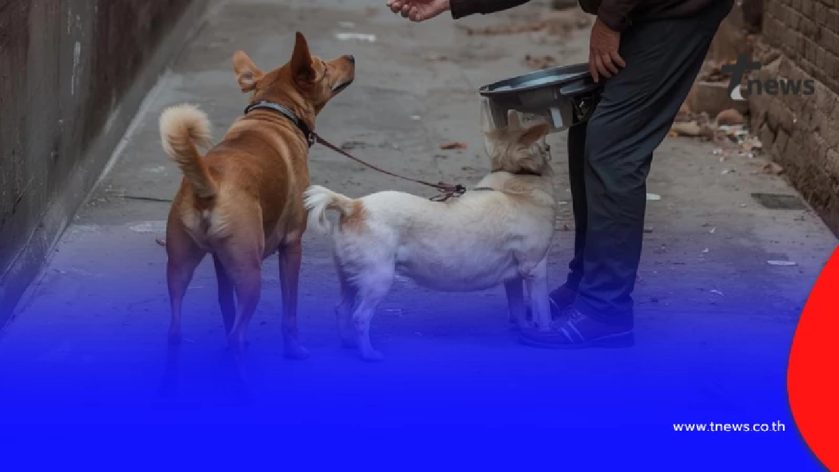 เข้าใจผิดกันหมด เปิดกฎหมายชัด "อาหารหมาจร" ผิดกฎหมาย จริงหรือไม่