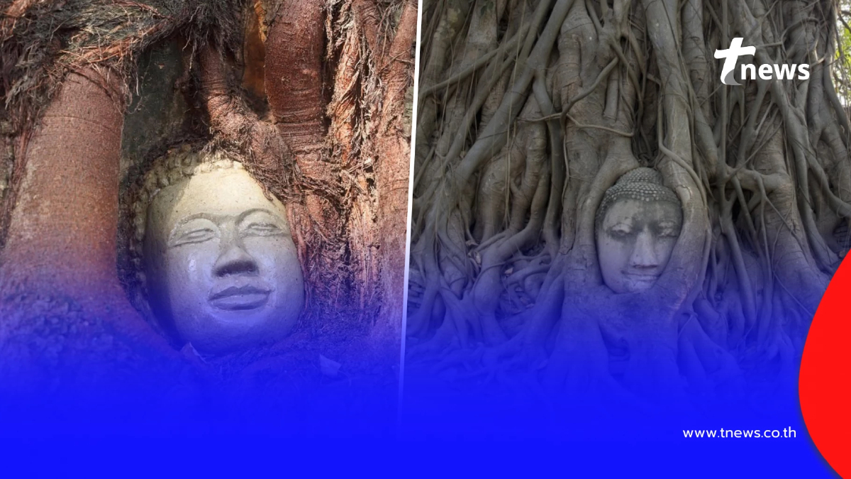 วัดกัมพูชา สร้าง "เศียรพระในรากไม้" เลียนแบบ วัดมหาธาตุ อยุธยา