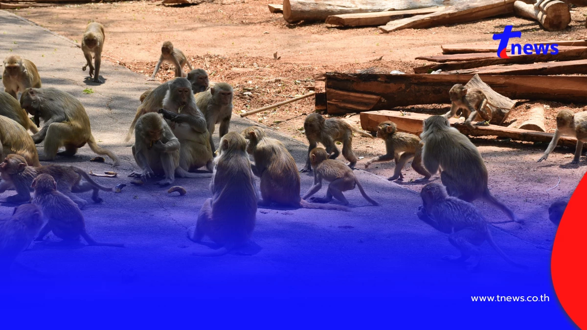 ลิงวอกเมืองเลยผอมโซ! เซ่นภัยแล้งต้องคุ้ยถังขยะประทังชีวิต