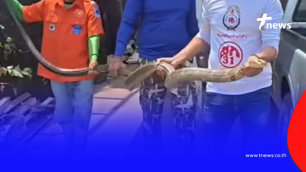 ส่องเลขที่บ้าน "งูจงอางยักษ์" 4 เมตร เลื้อยซุก ชูคอขู่ฟ่อ