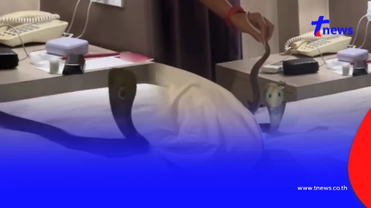 ขนลุก นอนโรงแรมอยู่ดีๆ เจอตัวเขื่องเลื้อยพาดคอ แห่ถามเลขห้อง