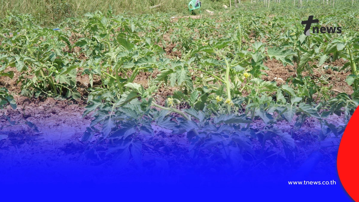 น้ำมันพุ่ง-ปุ๋ยขยับ ชาวสวนมะเขือเทศหนองคายโอด วอนรัฐตรึงราคา